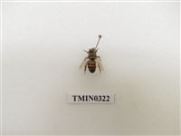 藏品(義大利蜂)的圖片